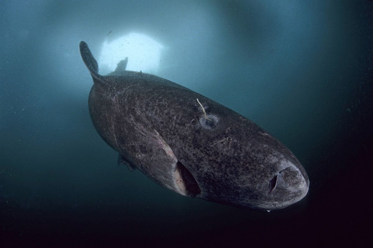 Гренландская акула