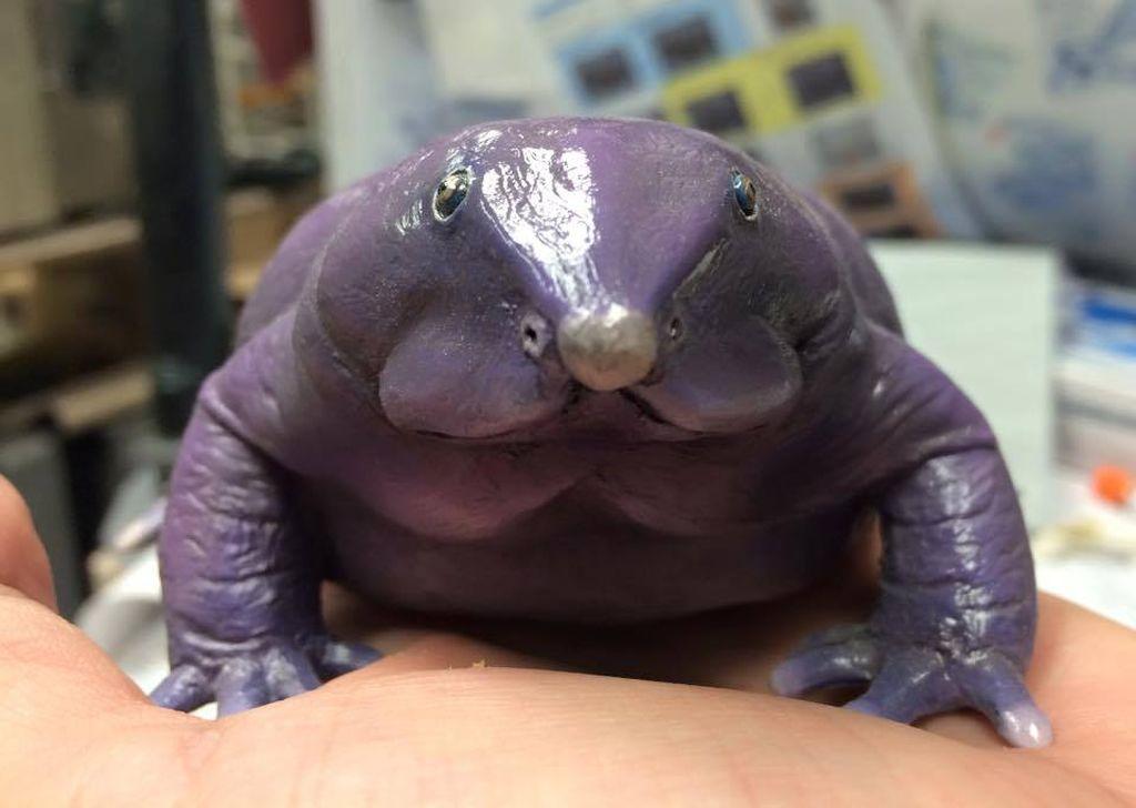 Фиолетовая лягушка