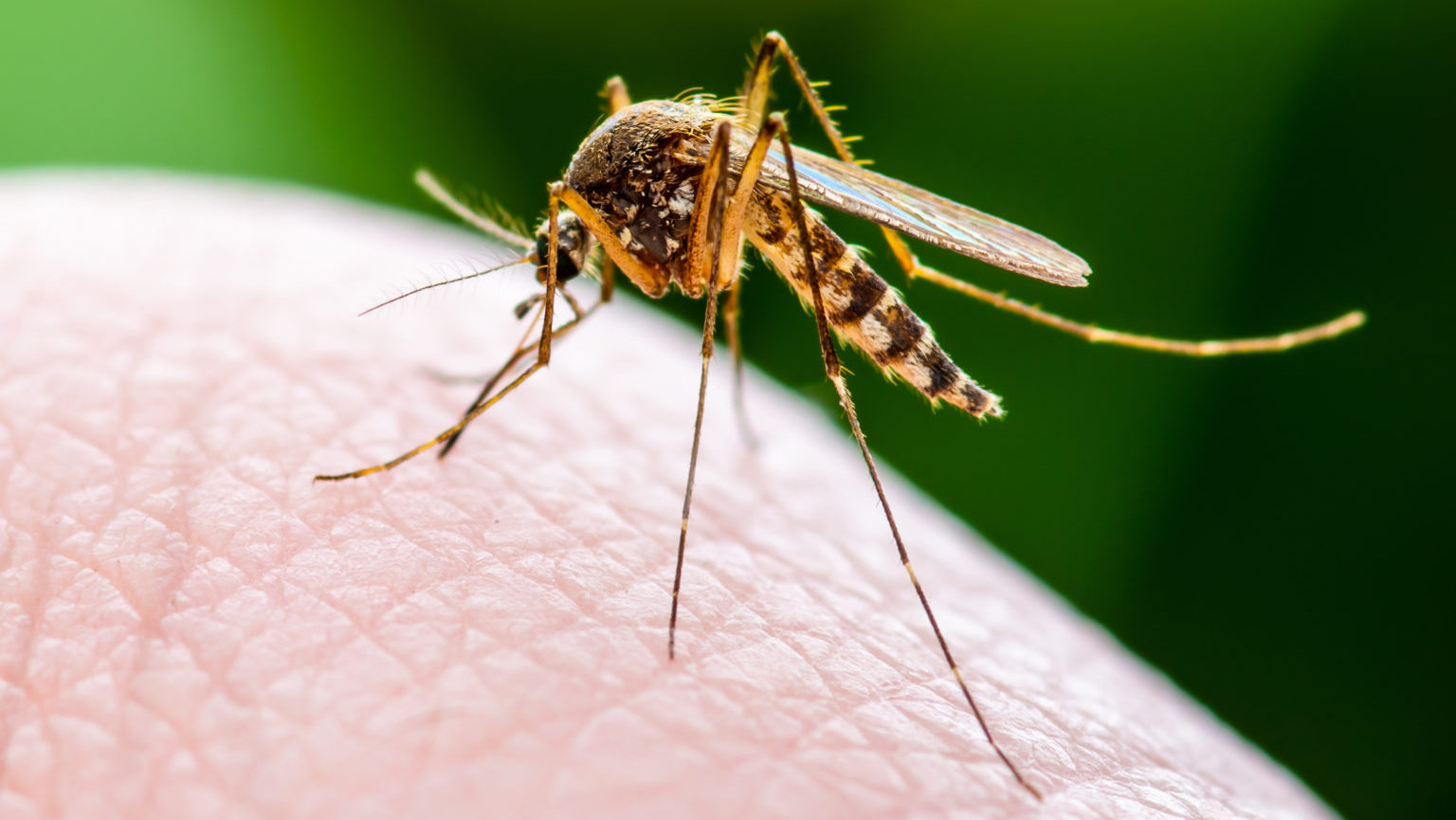 Ежегодно от укусов комаров умирает около миллиона человек.