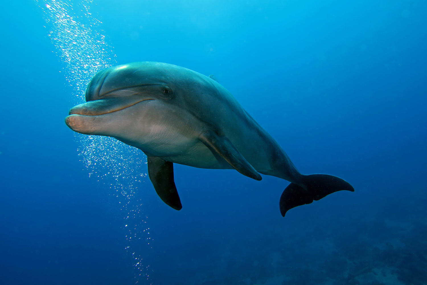Дельфины очень умны