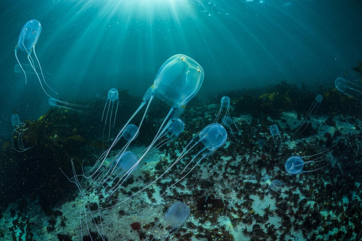 Коробчатая медуза