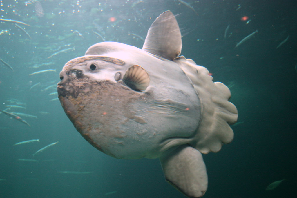 The Magnificently Weird Mola Mola