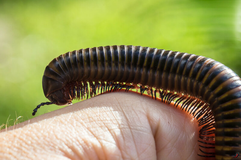 Cyanide Millipede