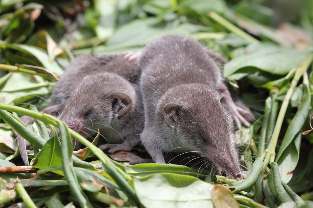 Strange Shrew Facts