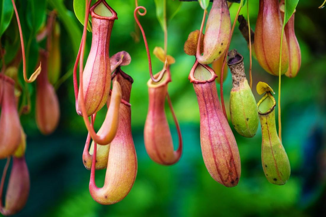 Insanely Weird Plants