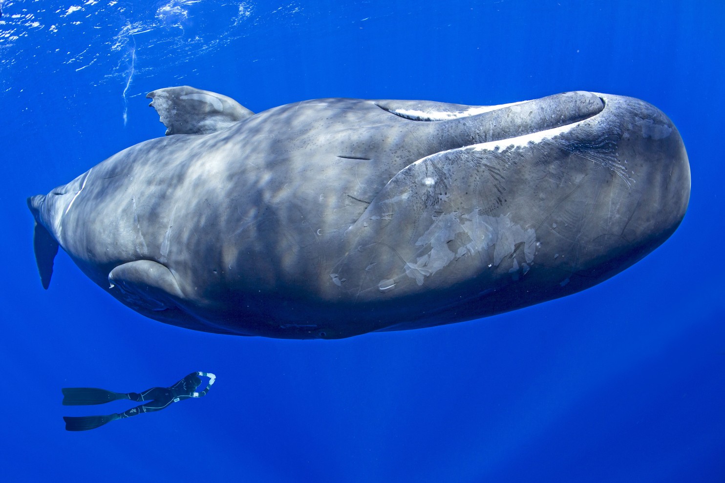 A Sperm whale’s poop neutralizes carbon dioxide
