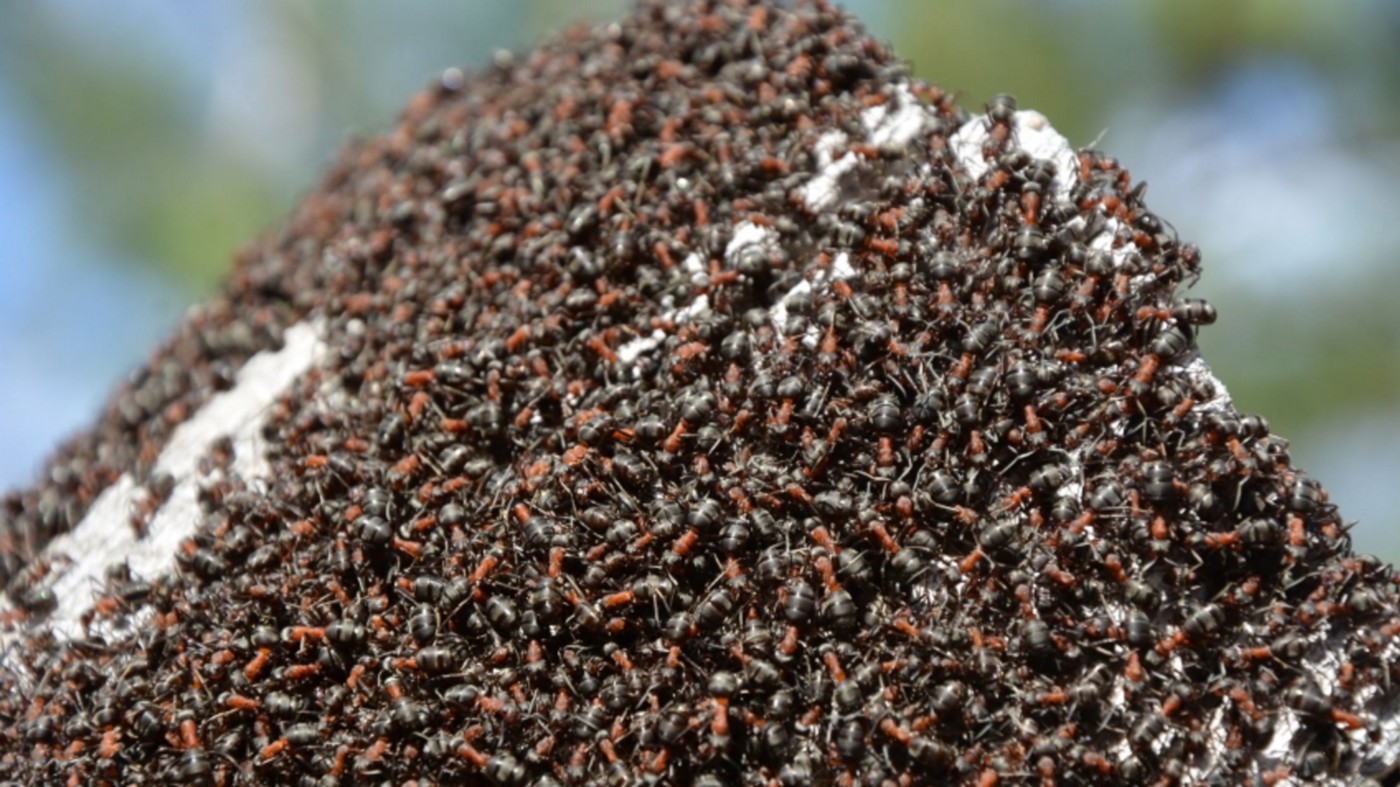 The combined weight of ants is more than that of humans