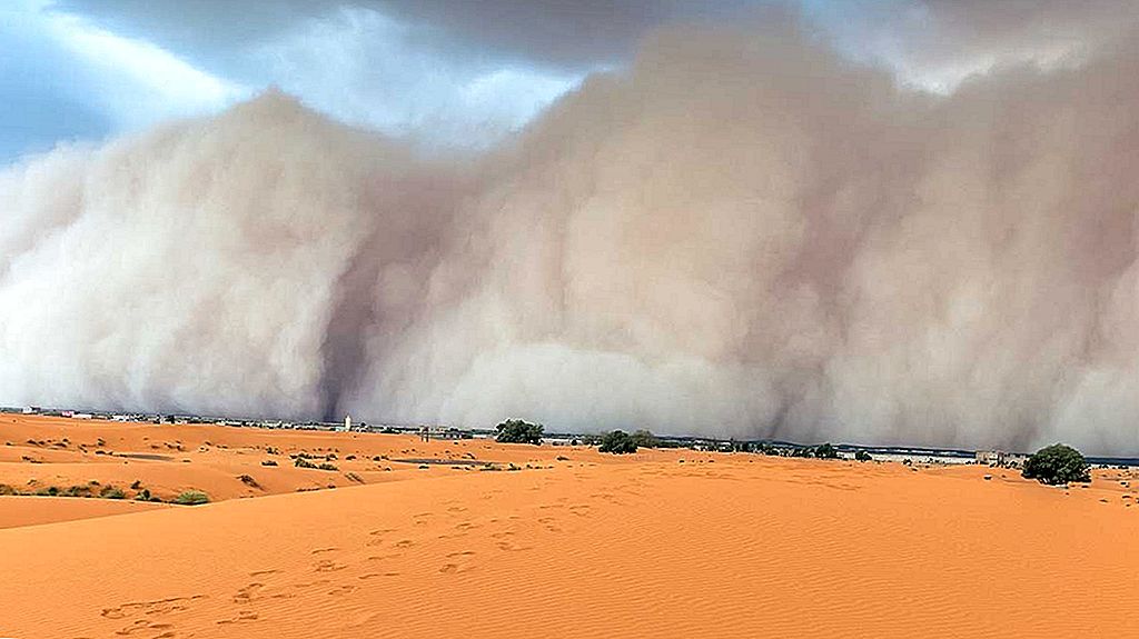 Saharan Dust Feeds Amazon’s Plants