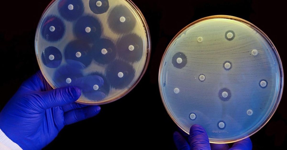 Natural Selection Contributes To Antibiotic Resistance