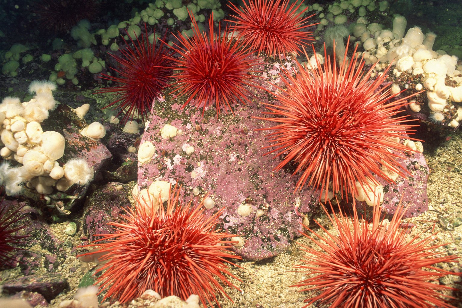 Red Sea Urchin