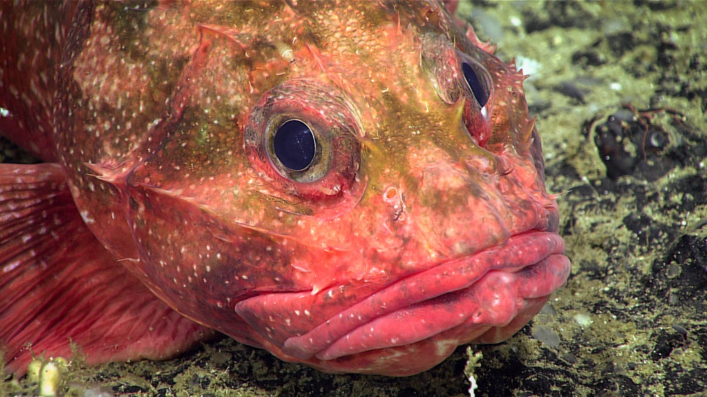 Rough Eyed Rockfish