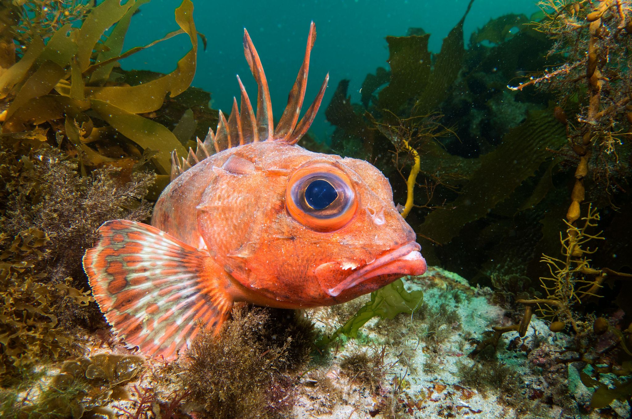 Rough Eyed Rockfish