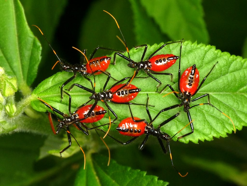 Assassin Bugs