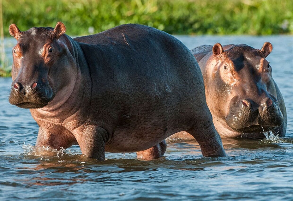 Hippopotamus