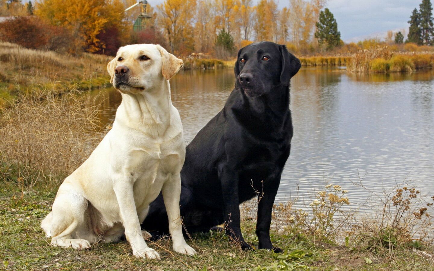 Labrador Retriever