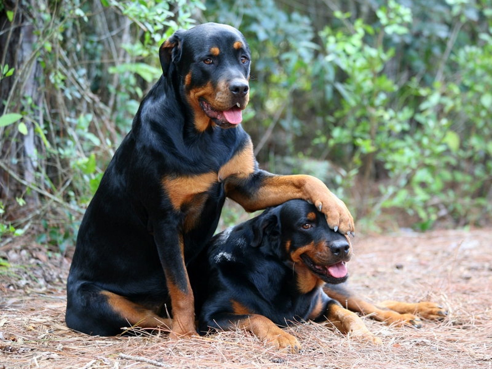 Rottweiler