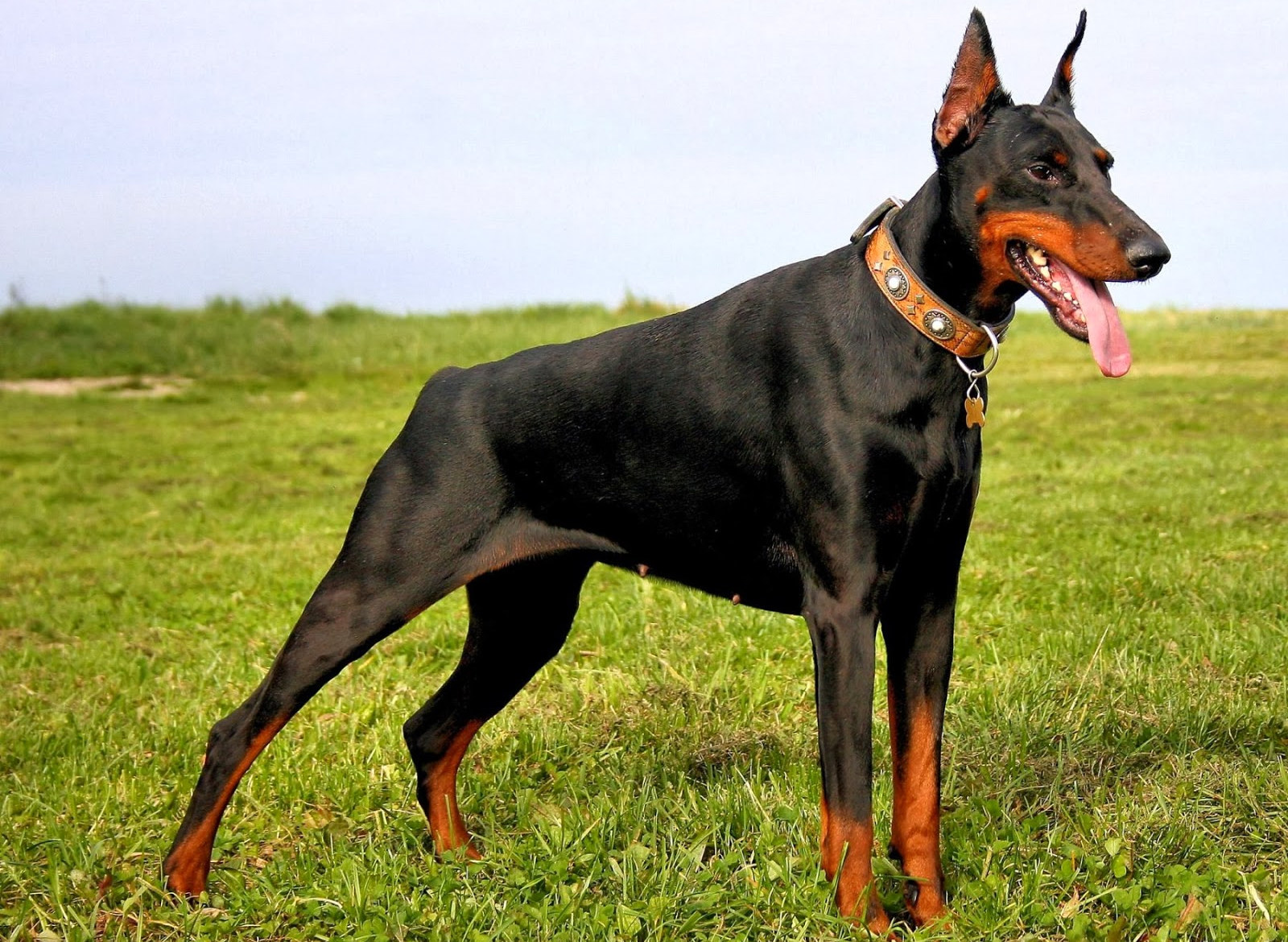 Doberman Pinscher