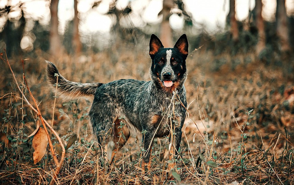  Australian Cattle Dog