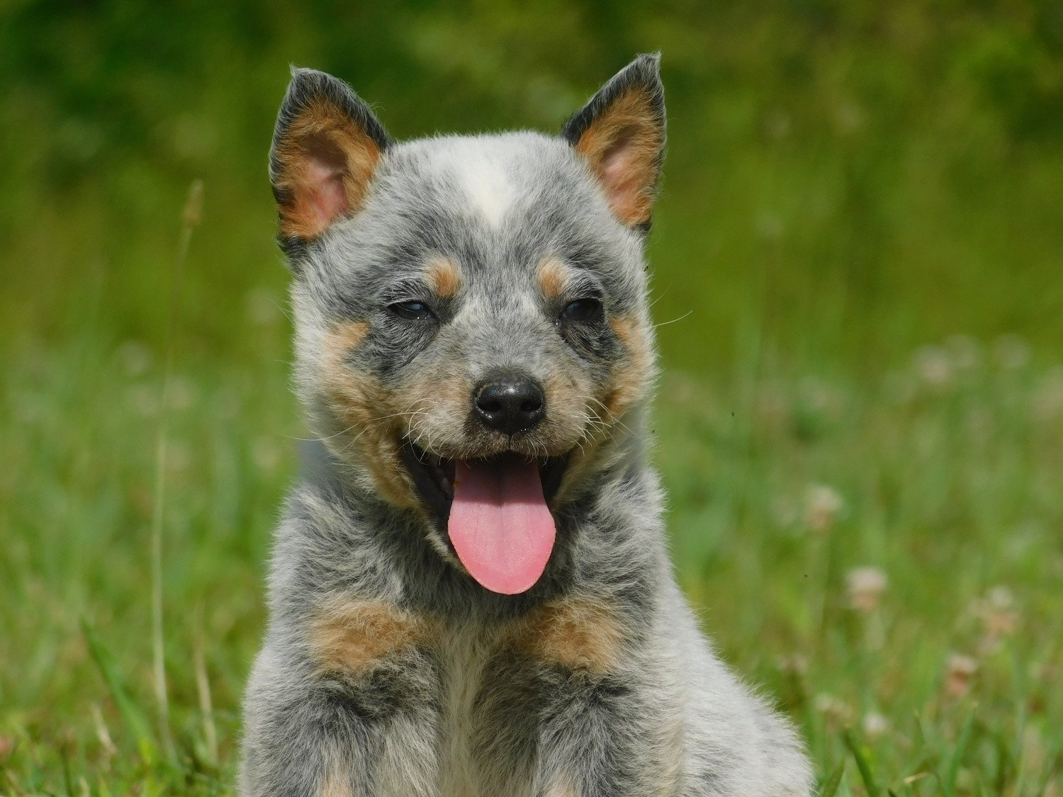  Australian Cattle Dog