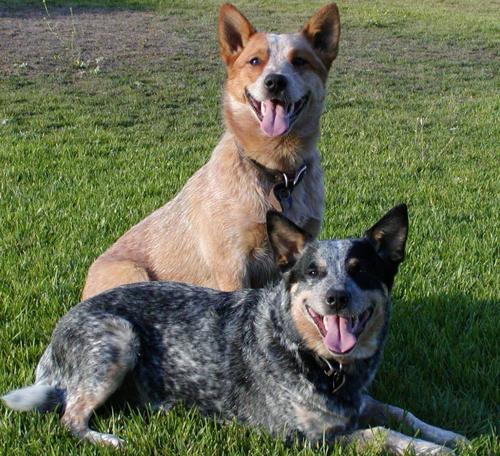  Australian Cattle Dog