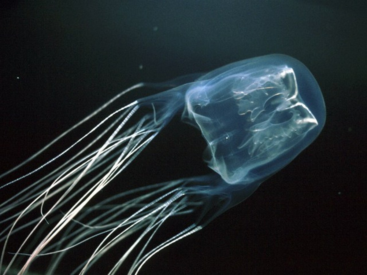 Box Jellyfish