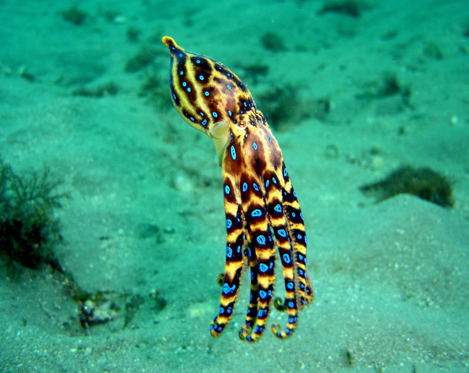 Blue Ringed Octopus