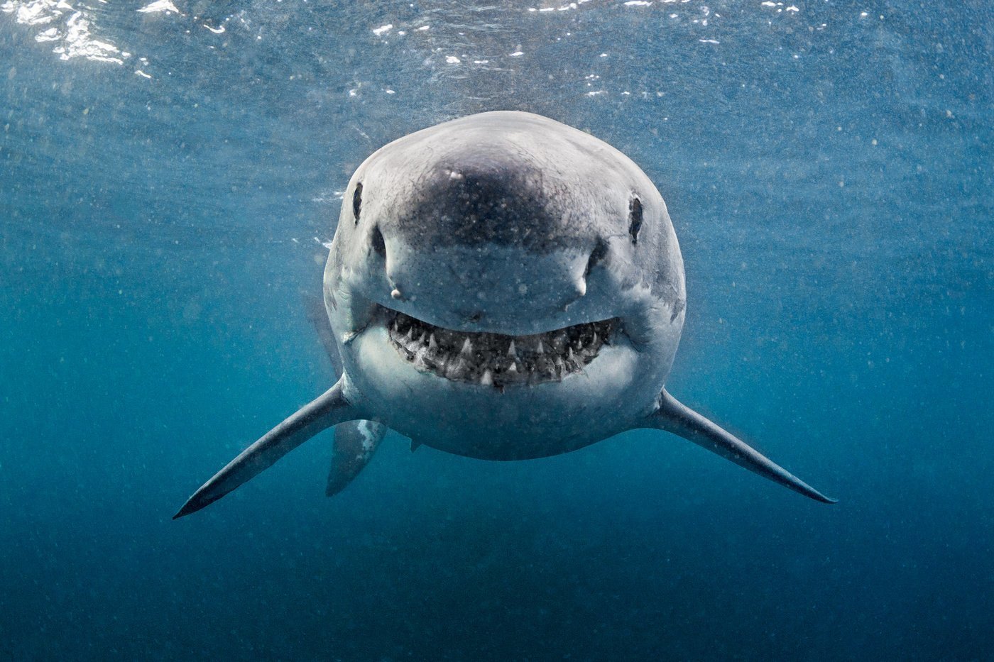 Great White Shark