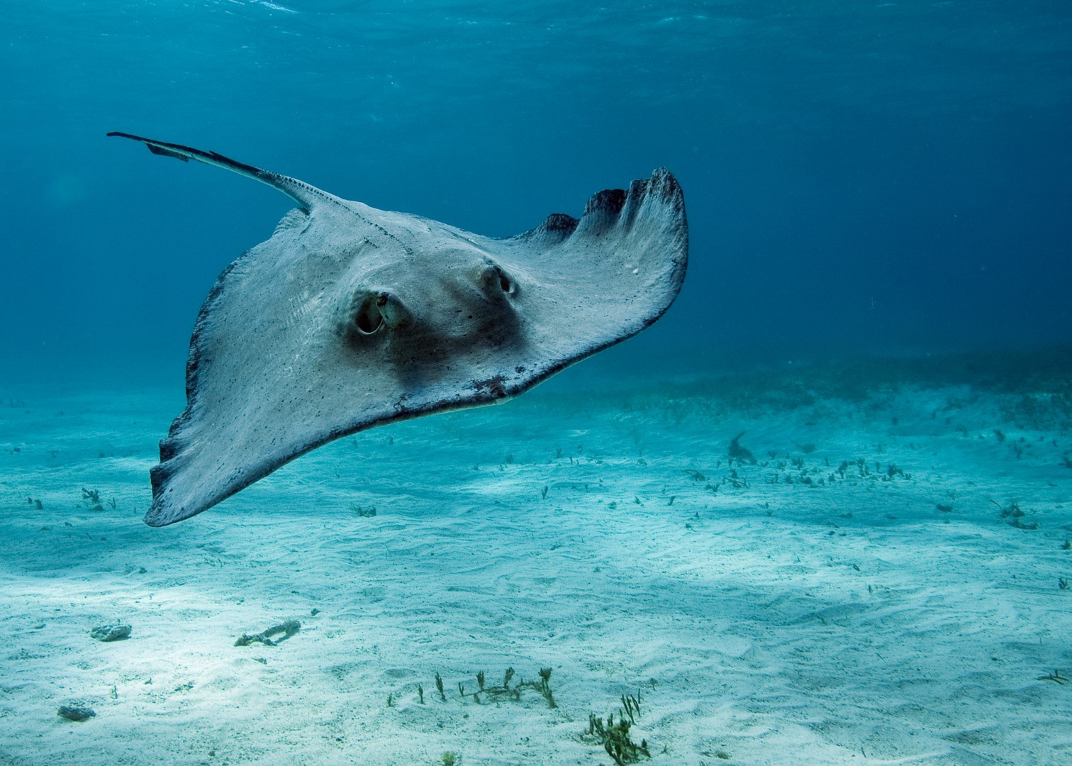 Stingray