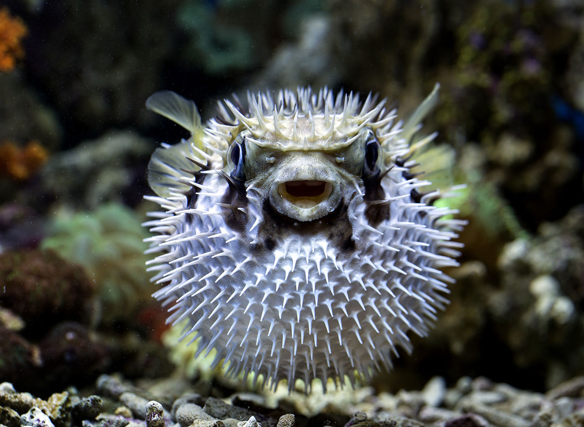 Pufferfish