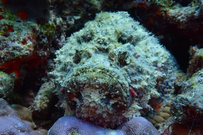 Stonefish