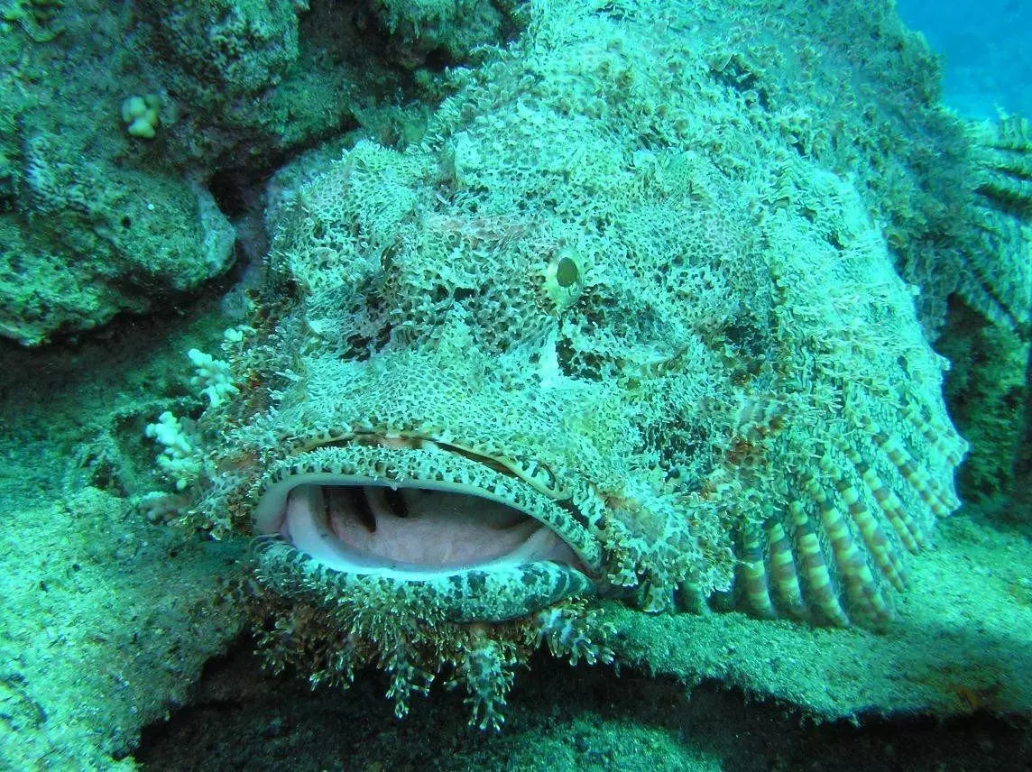 Stonefish