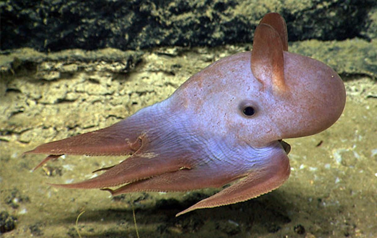 Dumbo Octopus