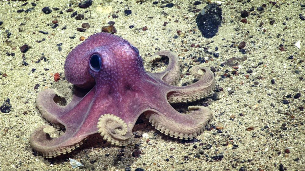 Star like Octopus