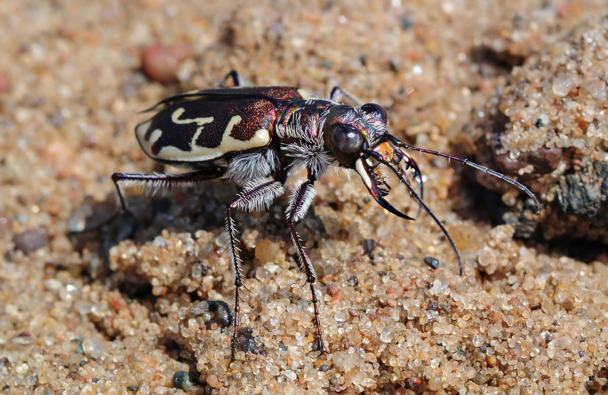 Tiger Beetle