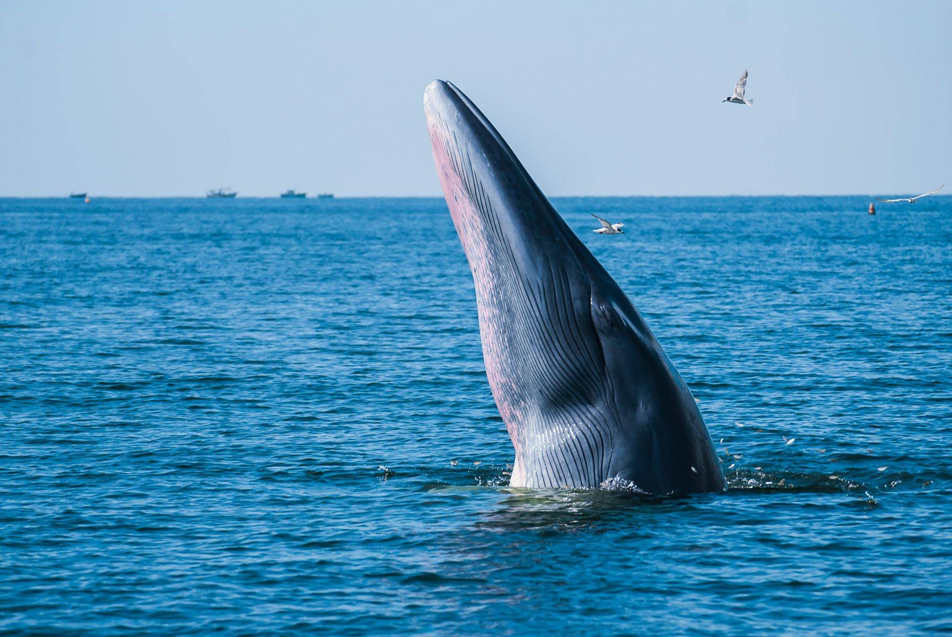 Rice’s Whale