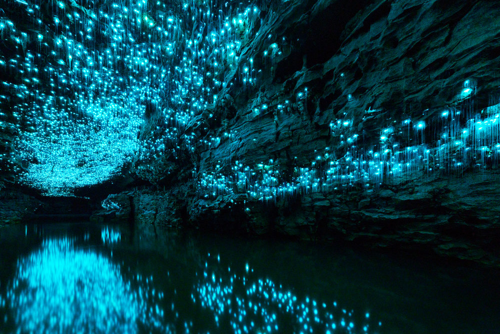 Waitomo Glowworm Caves, New Zealand