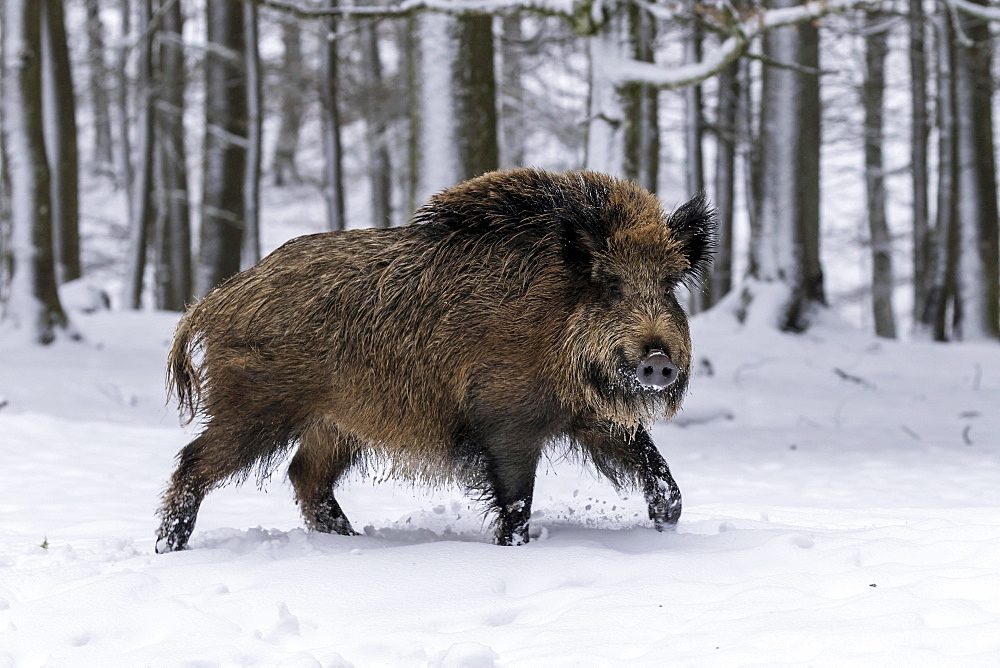  Wild Boar