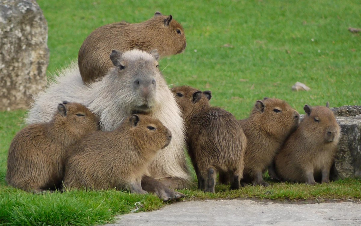 Capybaras