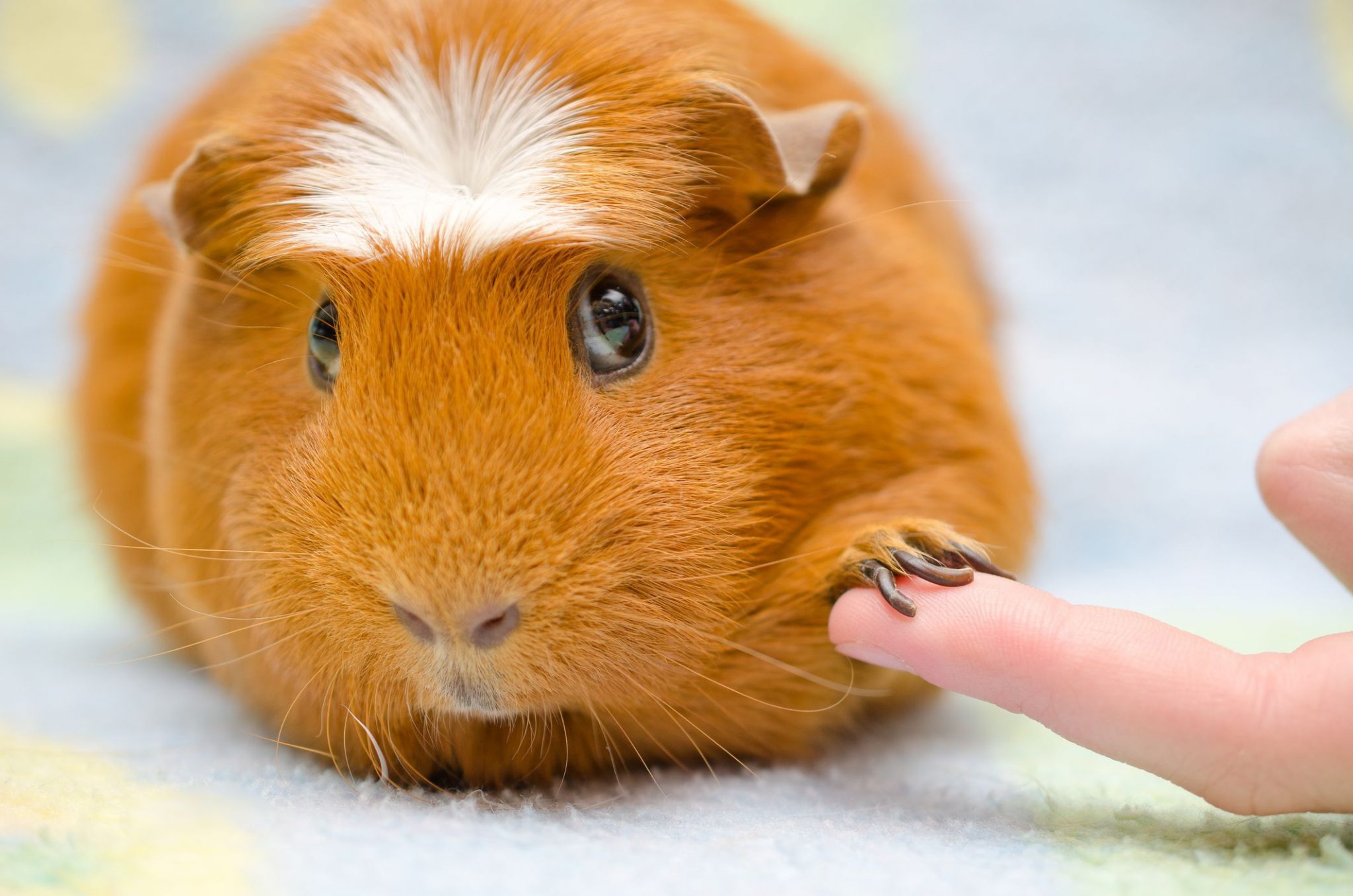 Guinea Pigs