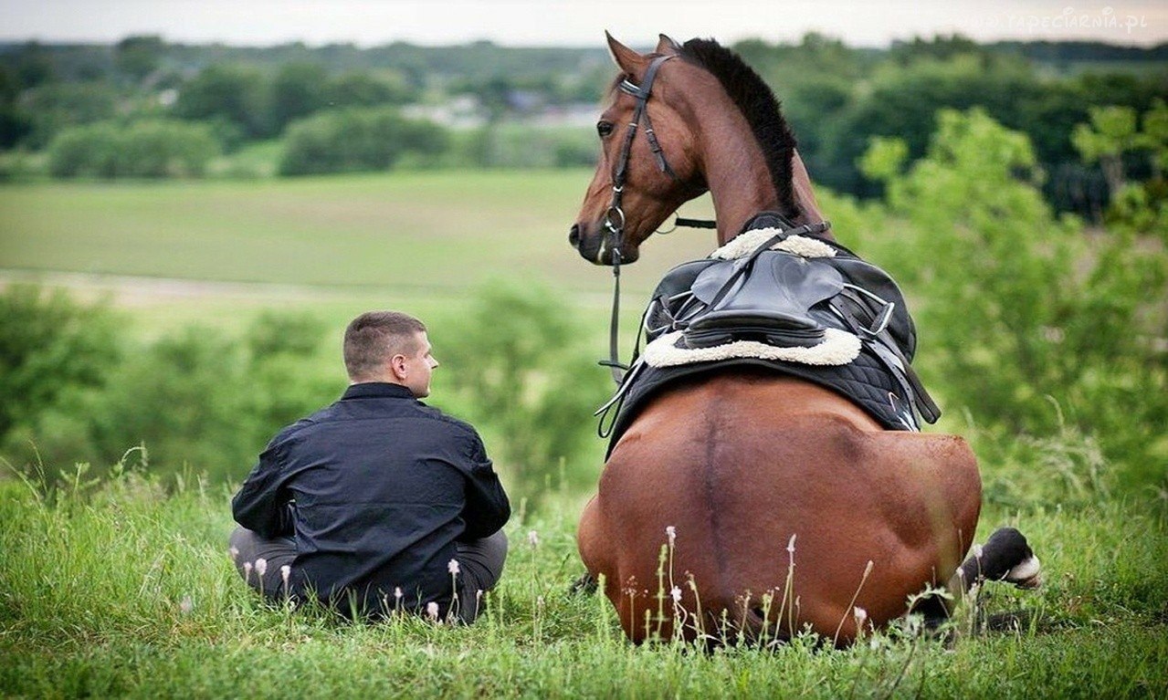 Horses