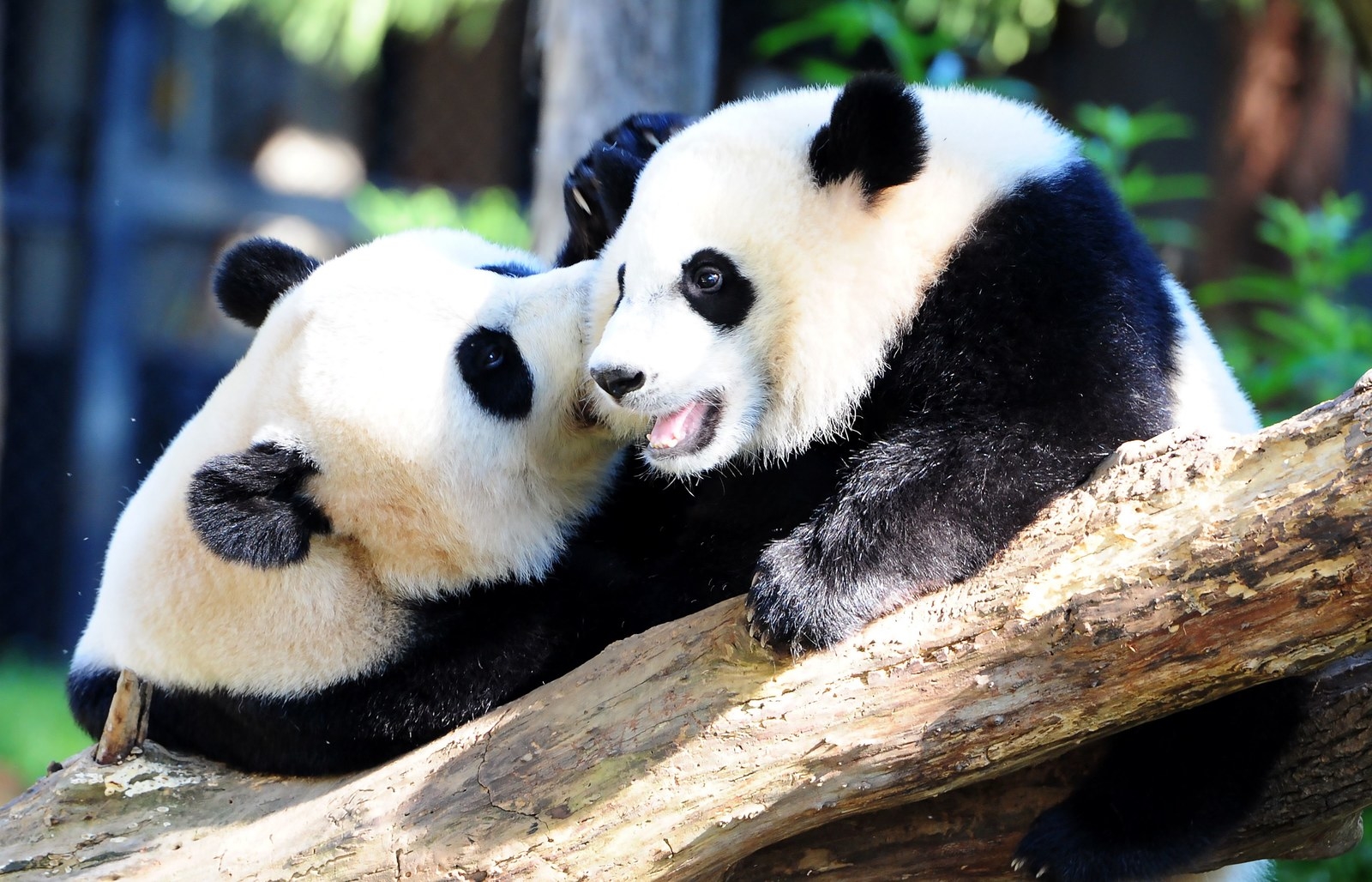 Giant Pandas