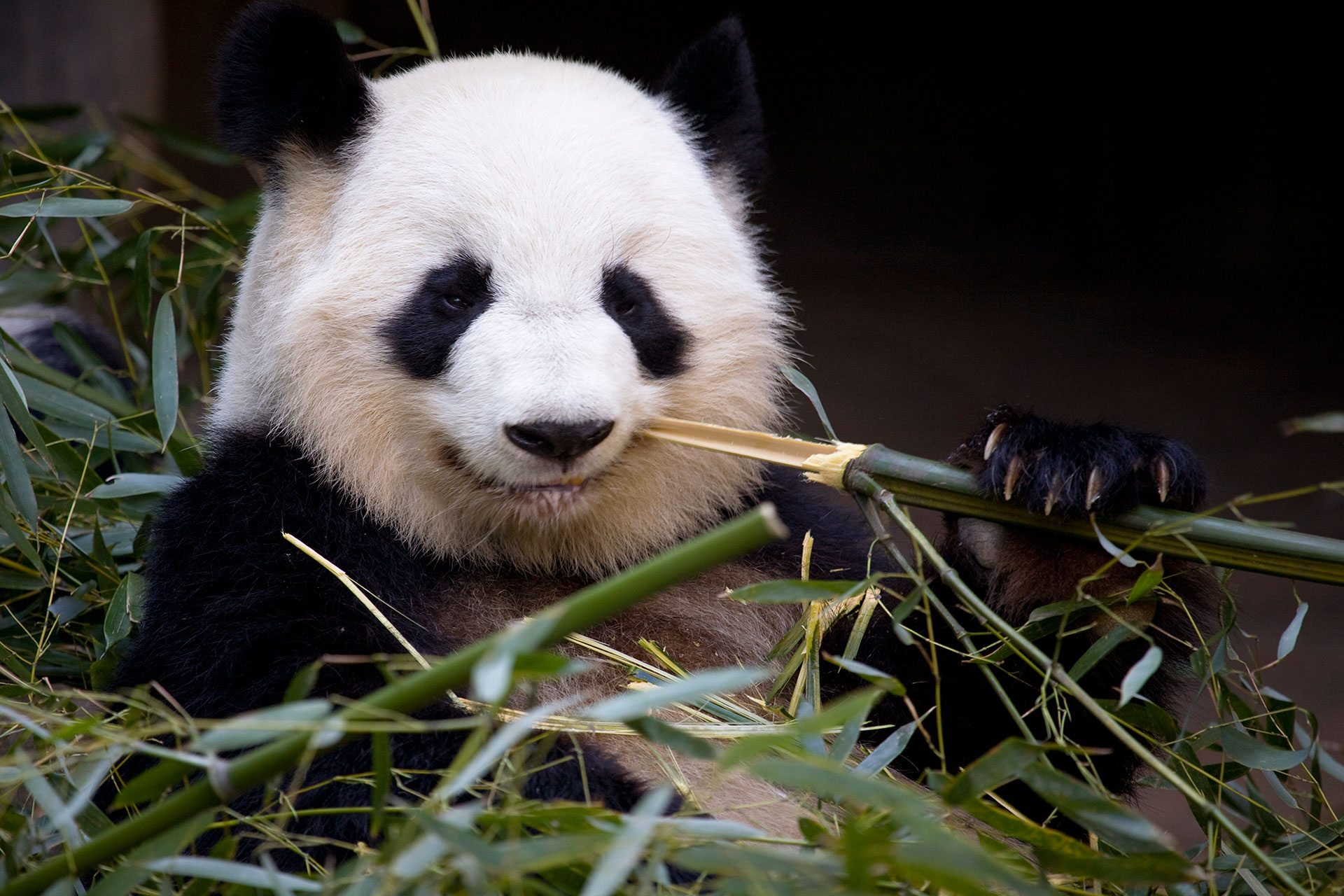 Giant Pandas