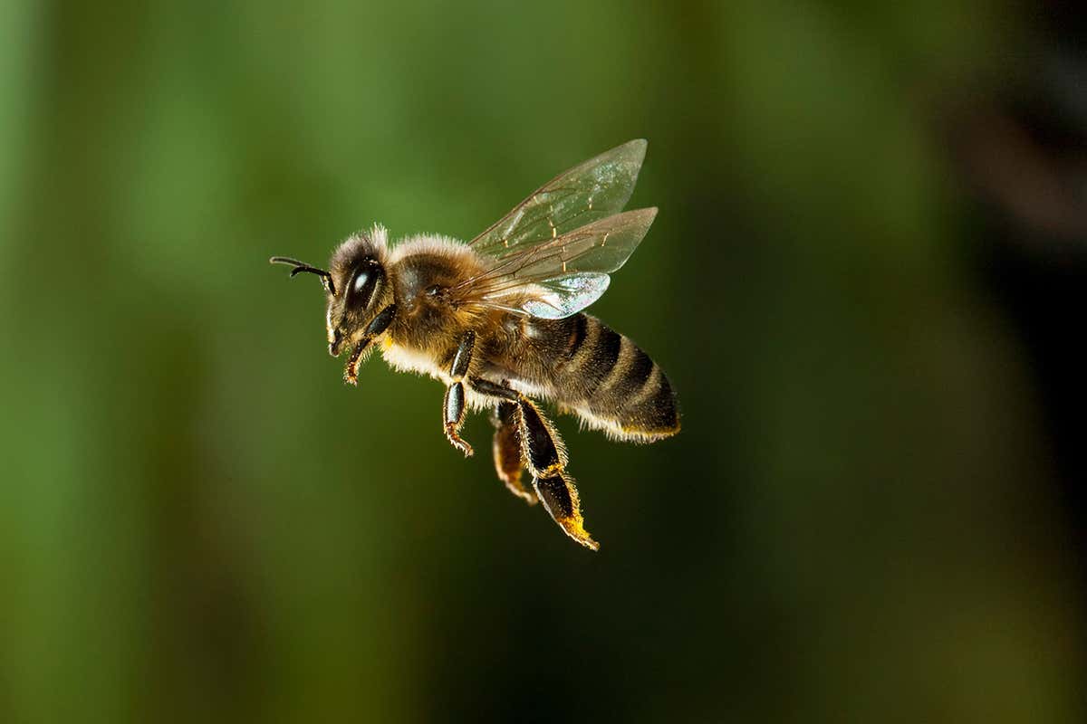 Individual bees have distinct personalities