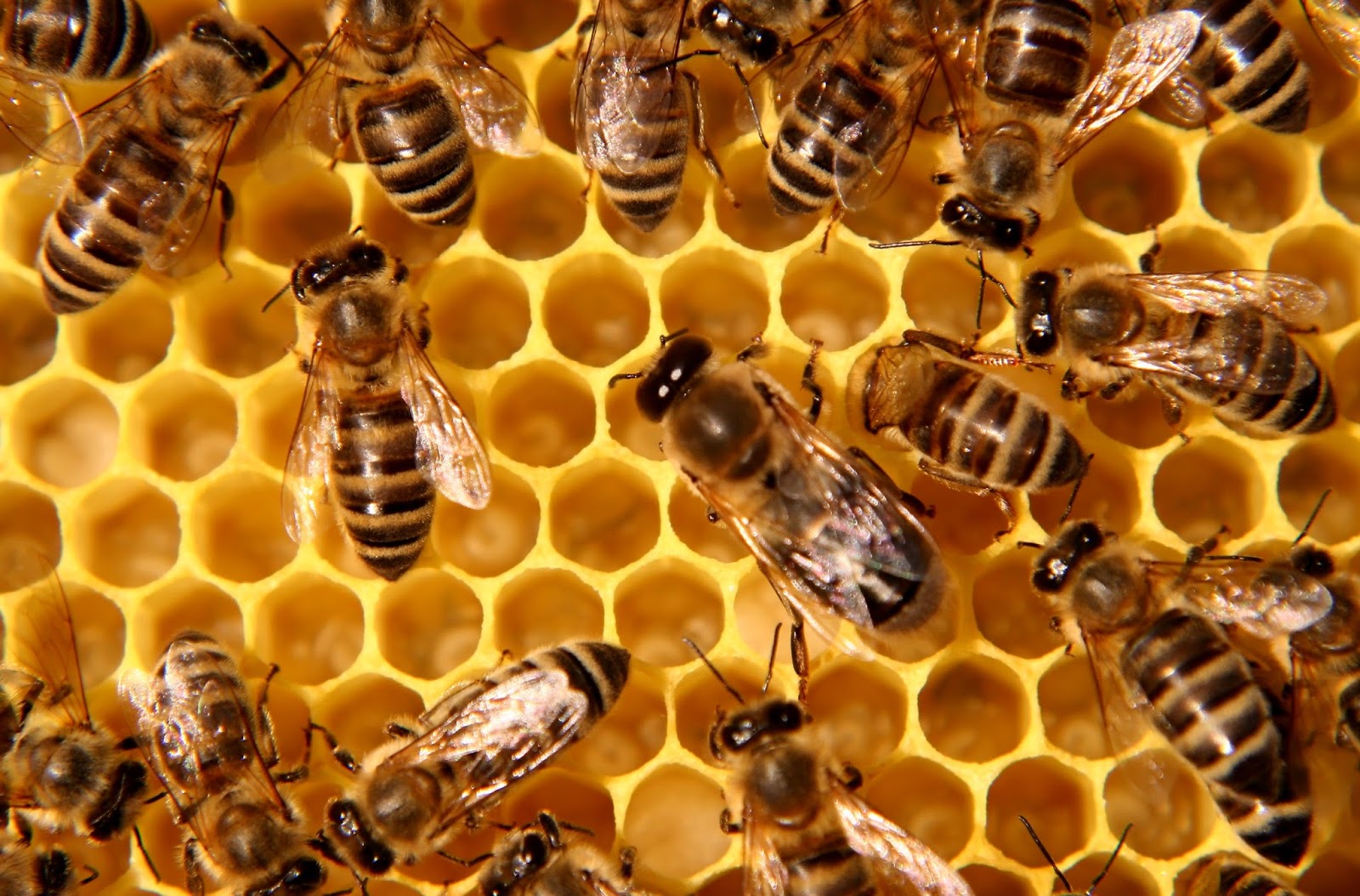 Bees are extremely important to the economy