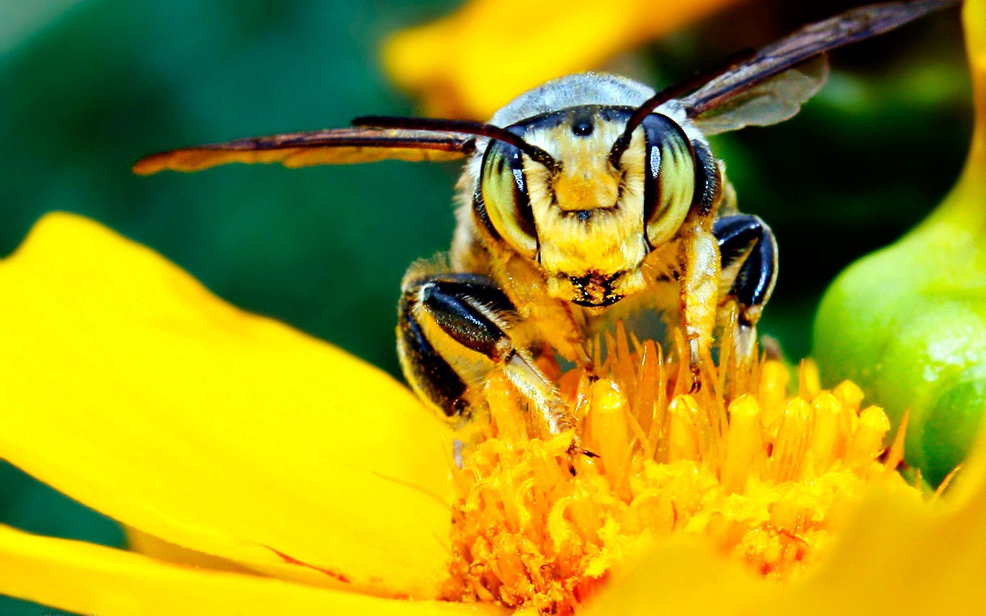 Bees can identify the human face
