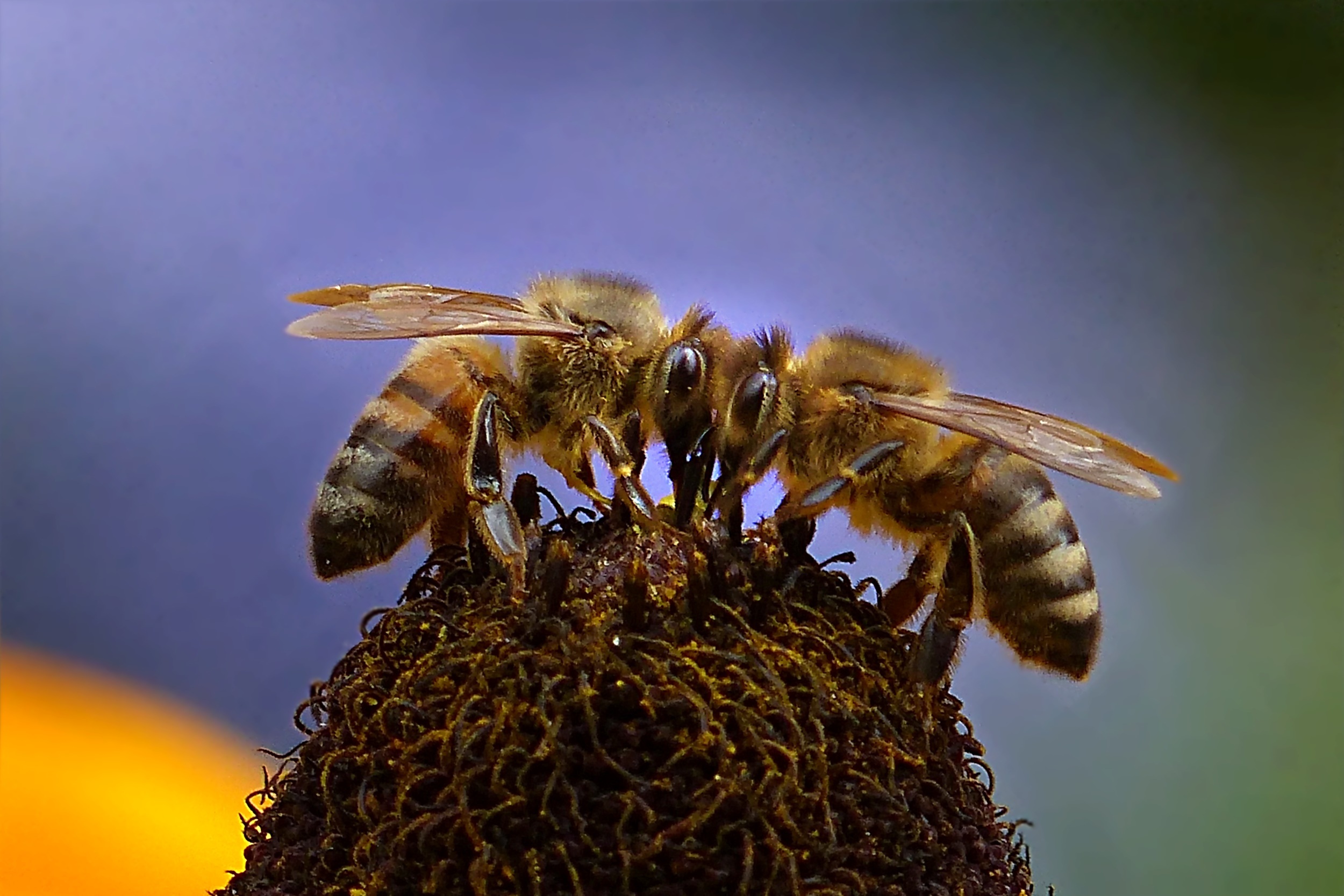 Bees work extremely harder than us