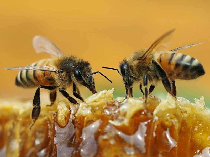 Bees are modifying medicine