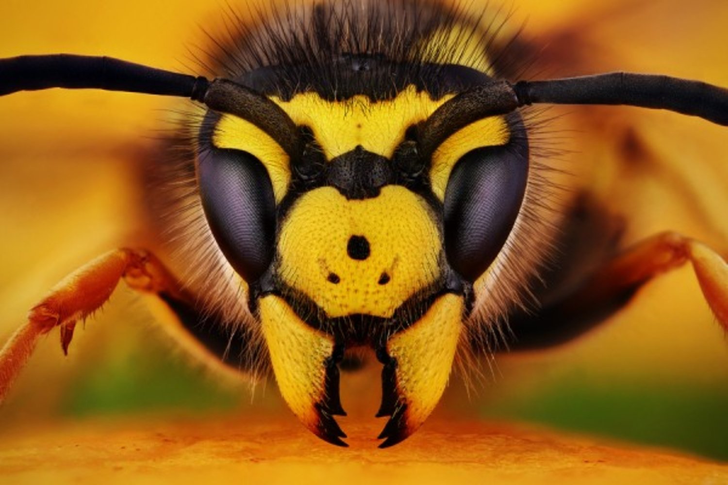 Bees have five eyes