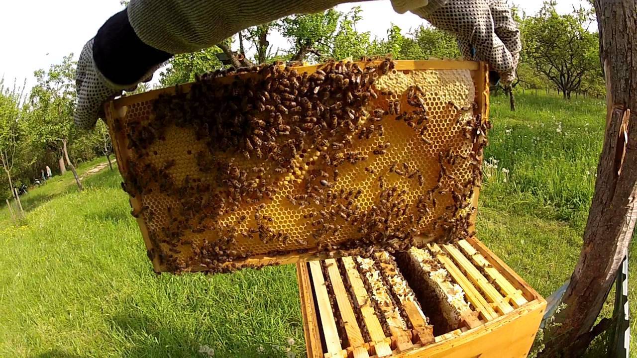 Single Beehive produce 11 kgs of honey a season
