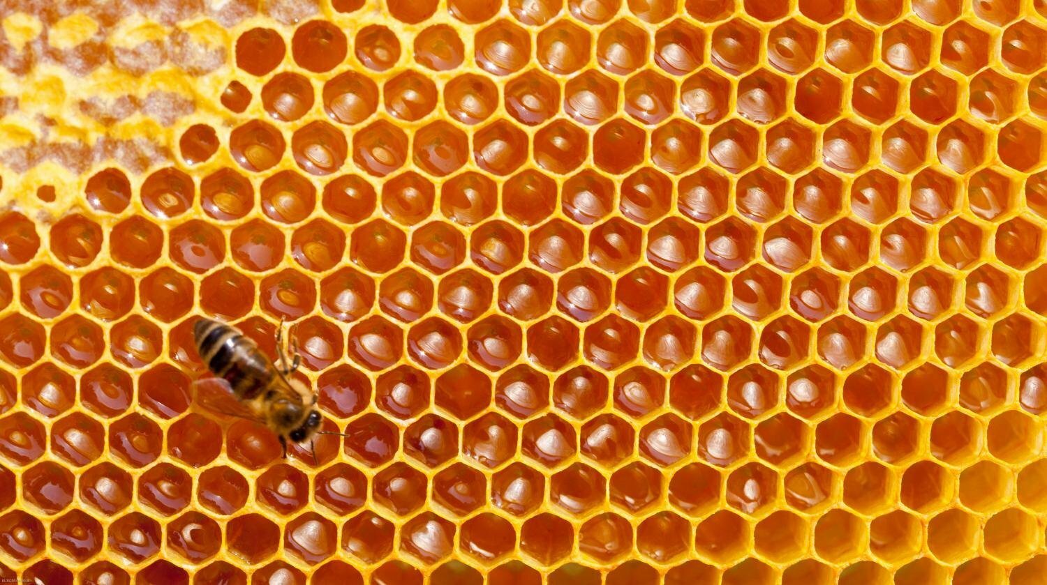 Single Beehive produce 11 kgs of honey a season